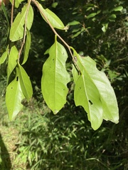 Siphonodon australis