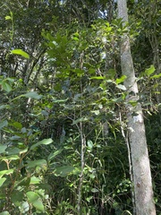 Siphonodon australis