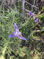 Moraea polystachya