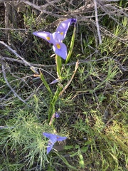 Moraea polystachya
