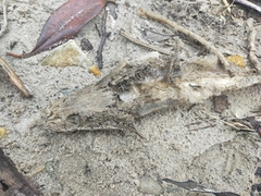 Platycephalus fuscus