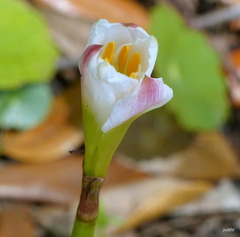 Zephyranthes simpsonii