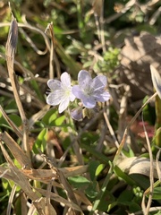 Phacelia dubia