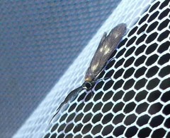 Pollanisus trimacula