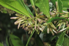 Cestrum cuneifolium