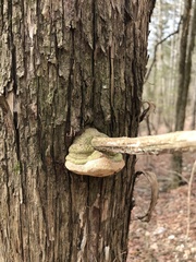 Pyrofomes juniperinus