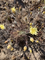 Malacothrix californica