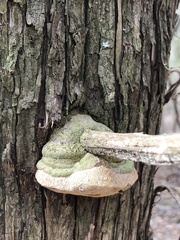 Pyrofomes juniperinus
