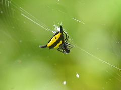 Gasteracantha hecata