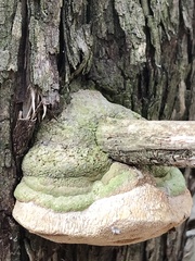 Pyrofomes juniperinus