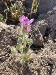 Lupinus microcarpus microcarpus