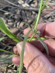 Spermacoce brachystema