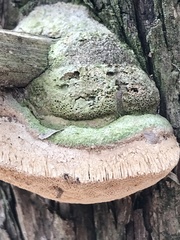 Pyrofomes juniperinus