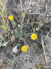 Chaenactis glabriuscula glabriuscula