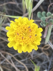 Chaenactis glabriuscula glabriuscula