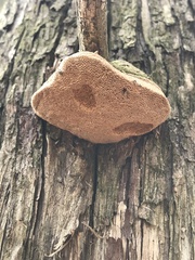 Pyrofomes juniperinus