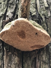 Pyrofomes juniperinus