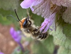 Osmia cornifrons