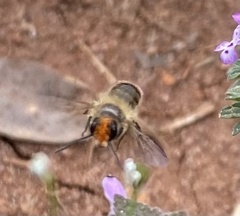 Osmia cornifrons
