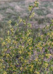 Ribes aureum aureum