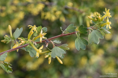 Ribes aureum aureum