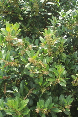 Cestrum cuneifolium