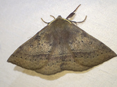 Anthela repleta