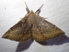 Anthela repleta