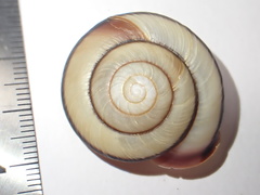 Euhadra amaliae