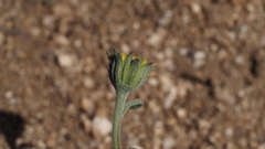 Chaenactis glabriuscula glabriuscula