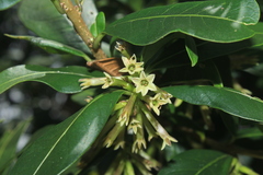Cestrum cuneifolium