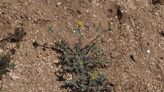 Chaenactis glabriuscula glabriuscula