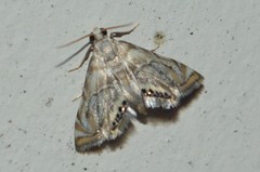 Eoparargyractis irroratalis
