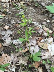 Ranunculus abortivus