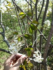 Amelanchier laevis