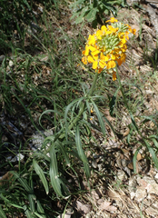 Erysimum capitatum capitatum