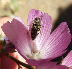 Acmaeodera connexa