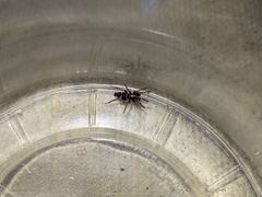 Sergiolus columbianus