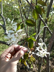 Amelanchier laevis