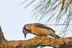 Cyanocitta cristata image