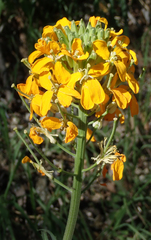 Erysimum capitatum capitatum