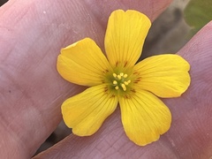Oxalis colorea