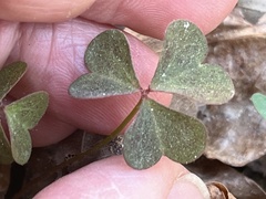 Oxalis colorea