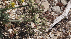 Lomatium mohavense