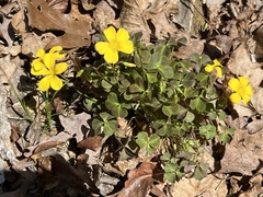 Oxalis colorea