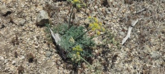 Lomatium mohavense