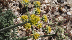 Lomatium mohavense