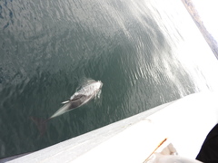 Lagenorhynchus albirostris
