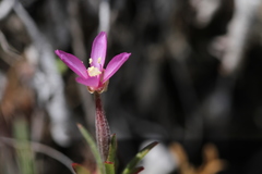 Clarkia gracilis gracilis