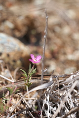 Clarkia gracilis gracilis